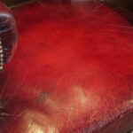 Victorian desk chair by James Shoolbred - Image 3